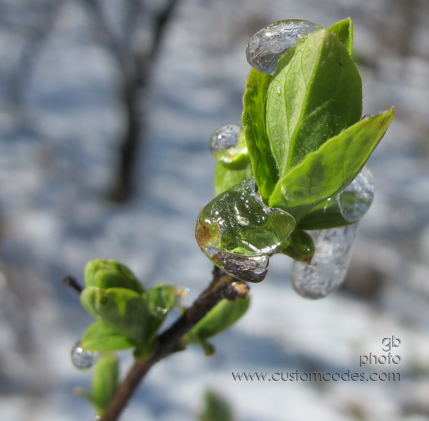 SpringGreen_7-20160325