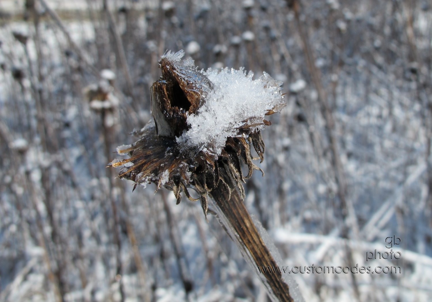 prairieConeFlower-B2-20160325
