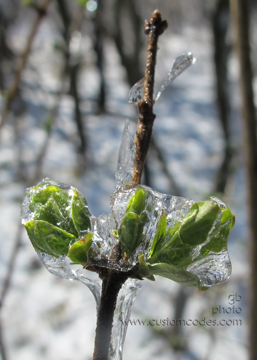 SpringGreen_8-20160325