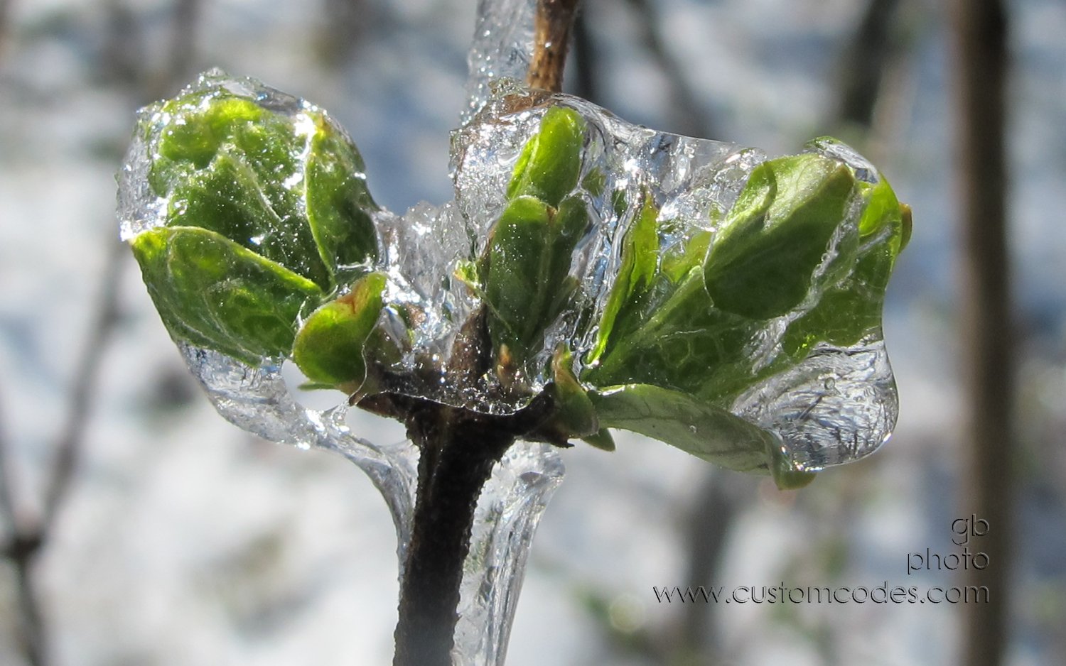 SpringGreen_6-20160325
