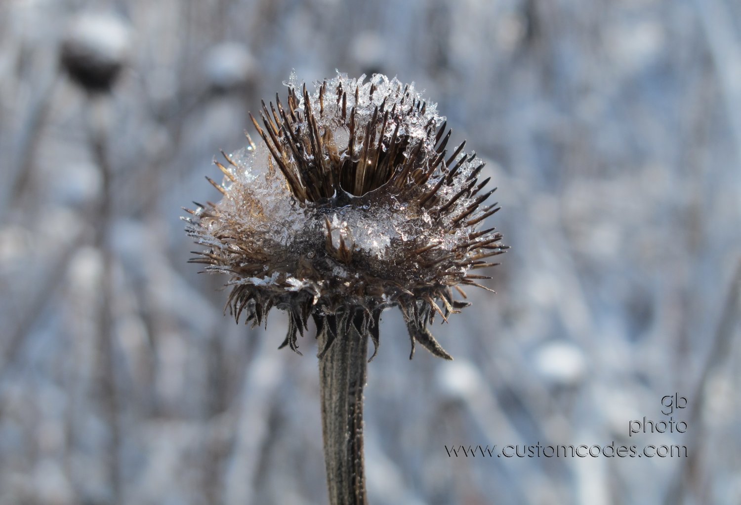 prairieConeFlower-B1-20160325