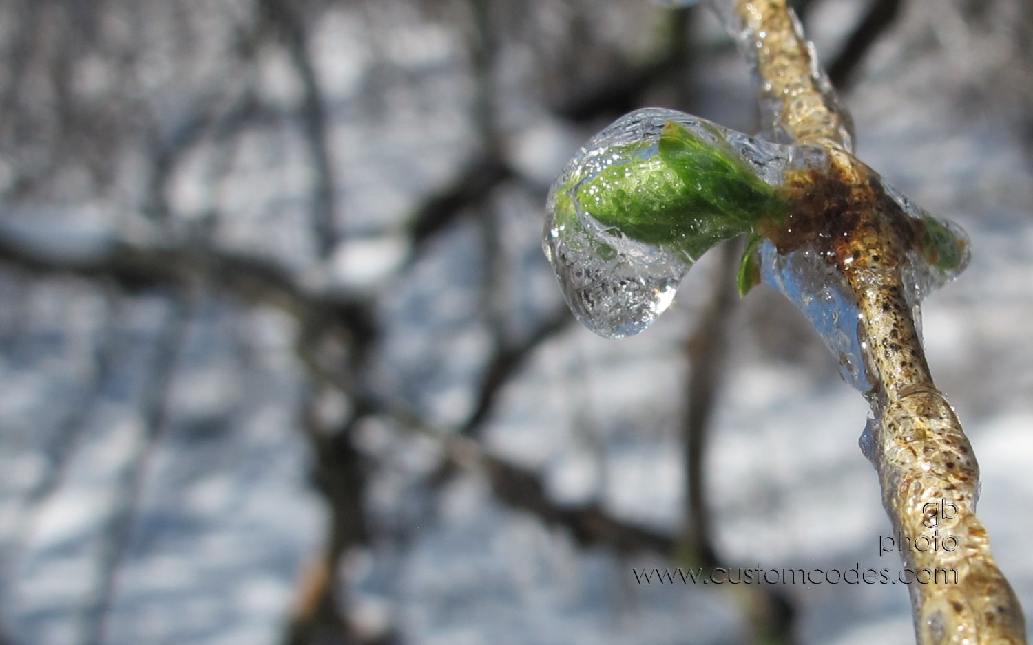 SpringGreen_4-20160325