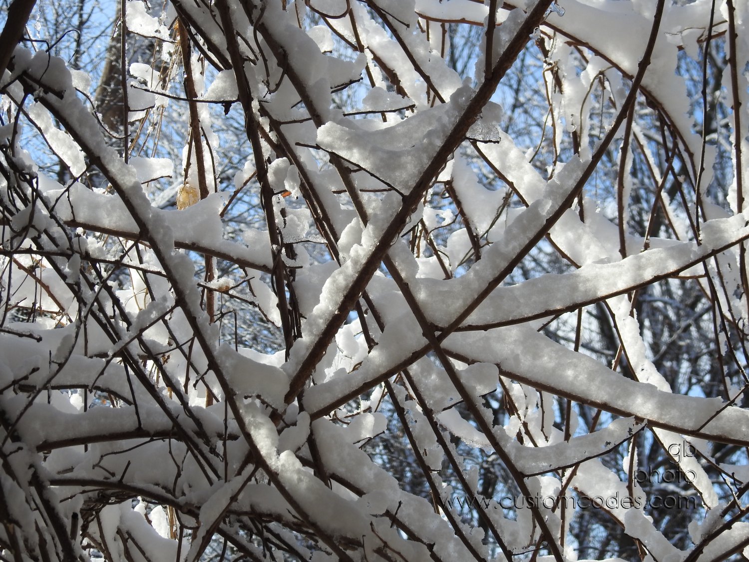 2019_0101_SnowOnKiwiVines