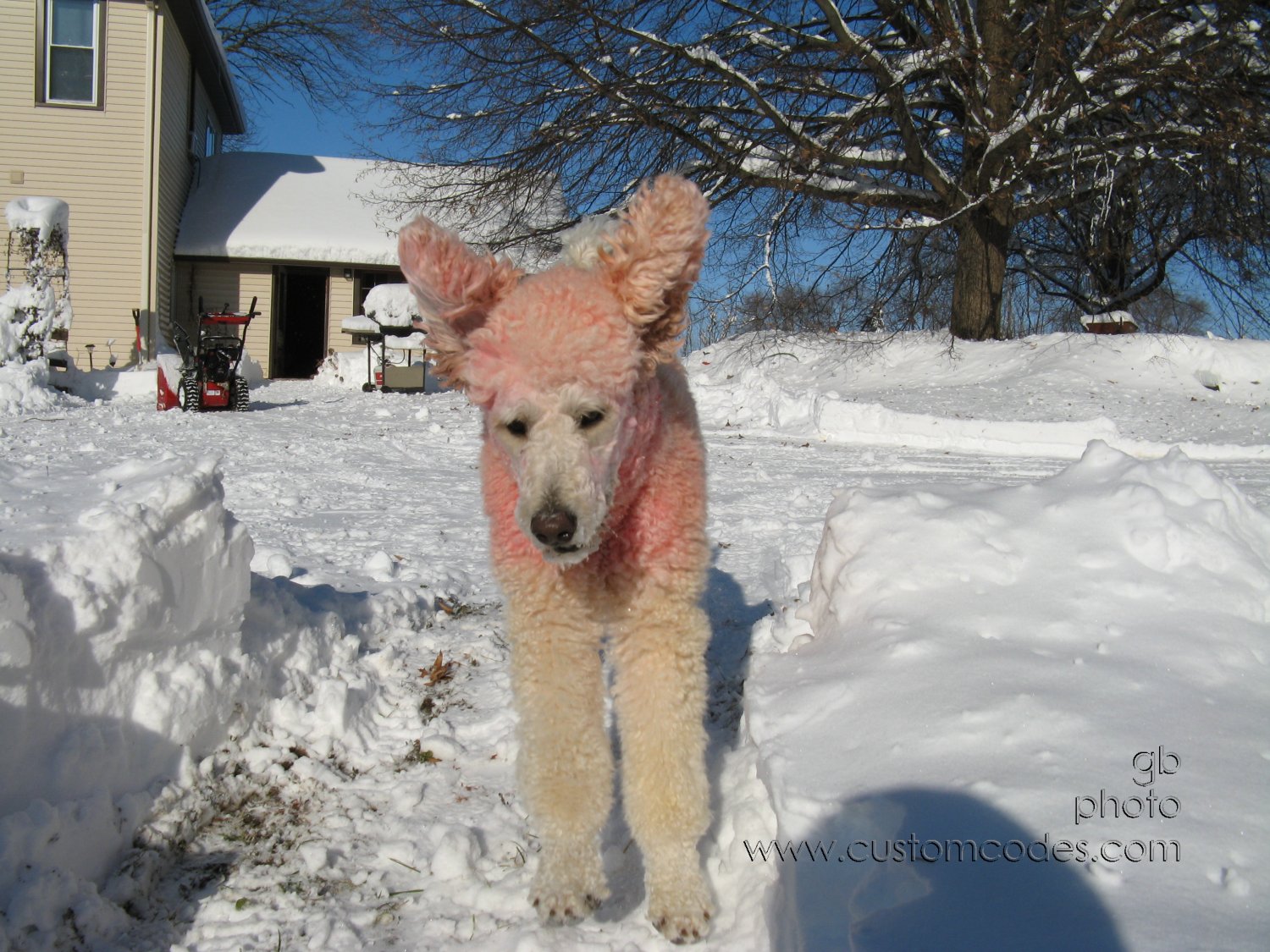 091210ElwoodBatDog