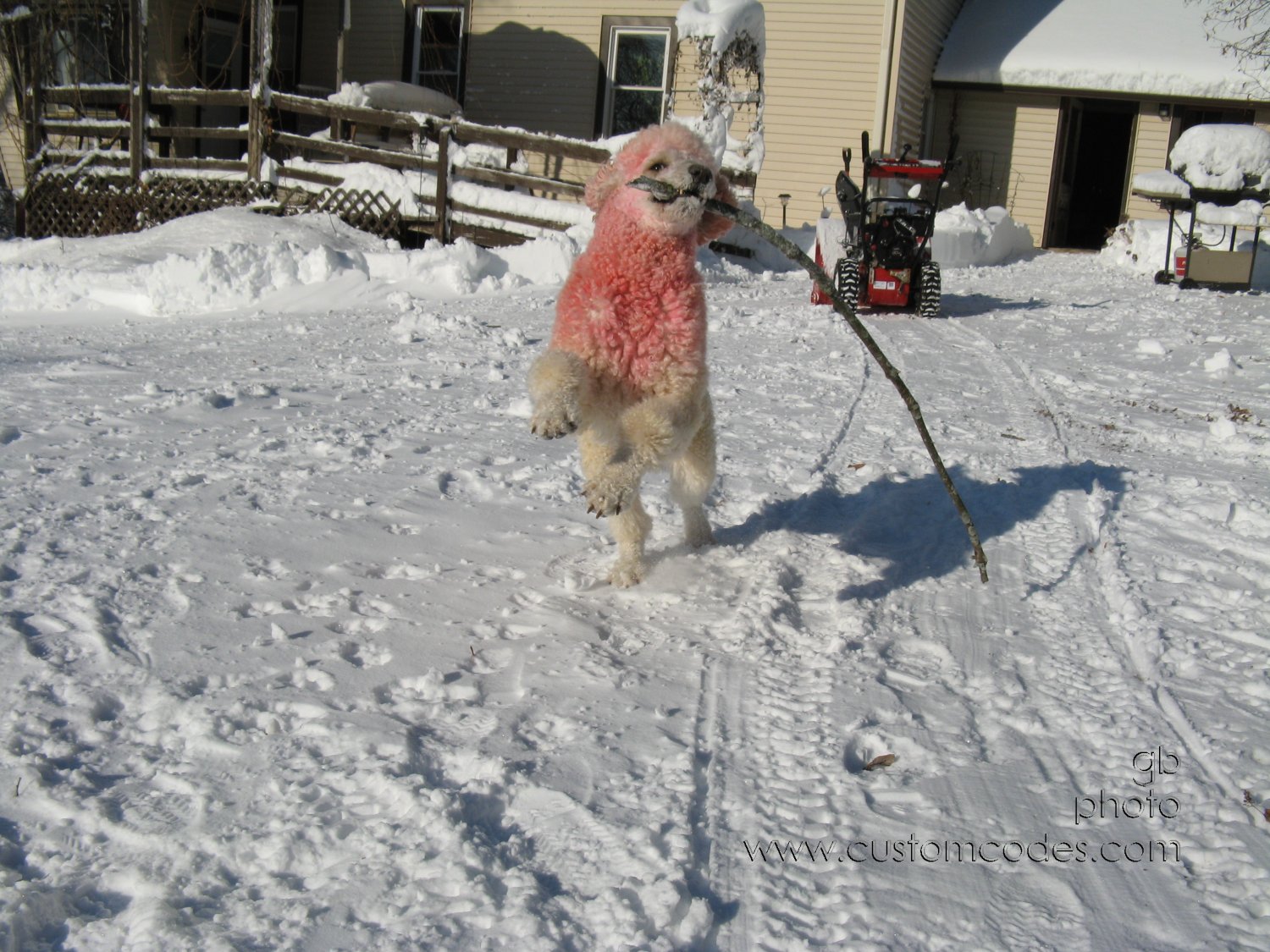 091210ElwoodBattlingTheStick