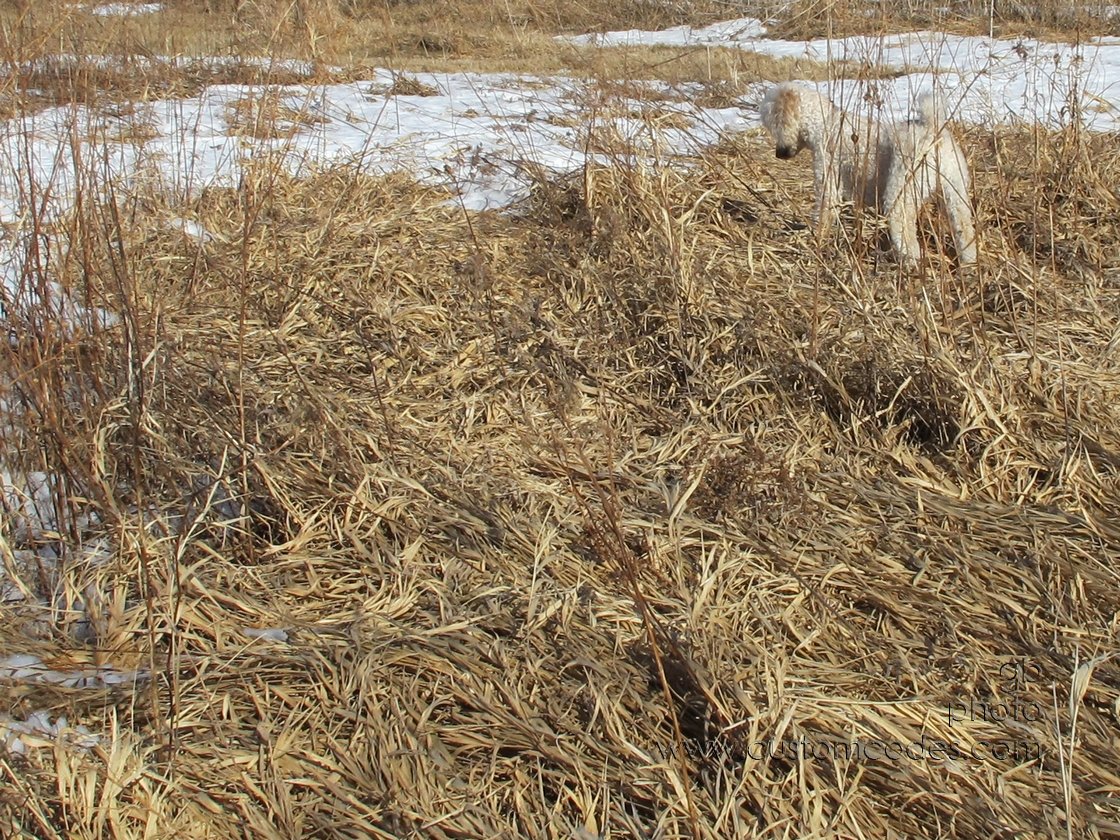 ElwoodHunting_20110219