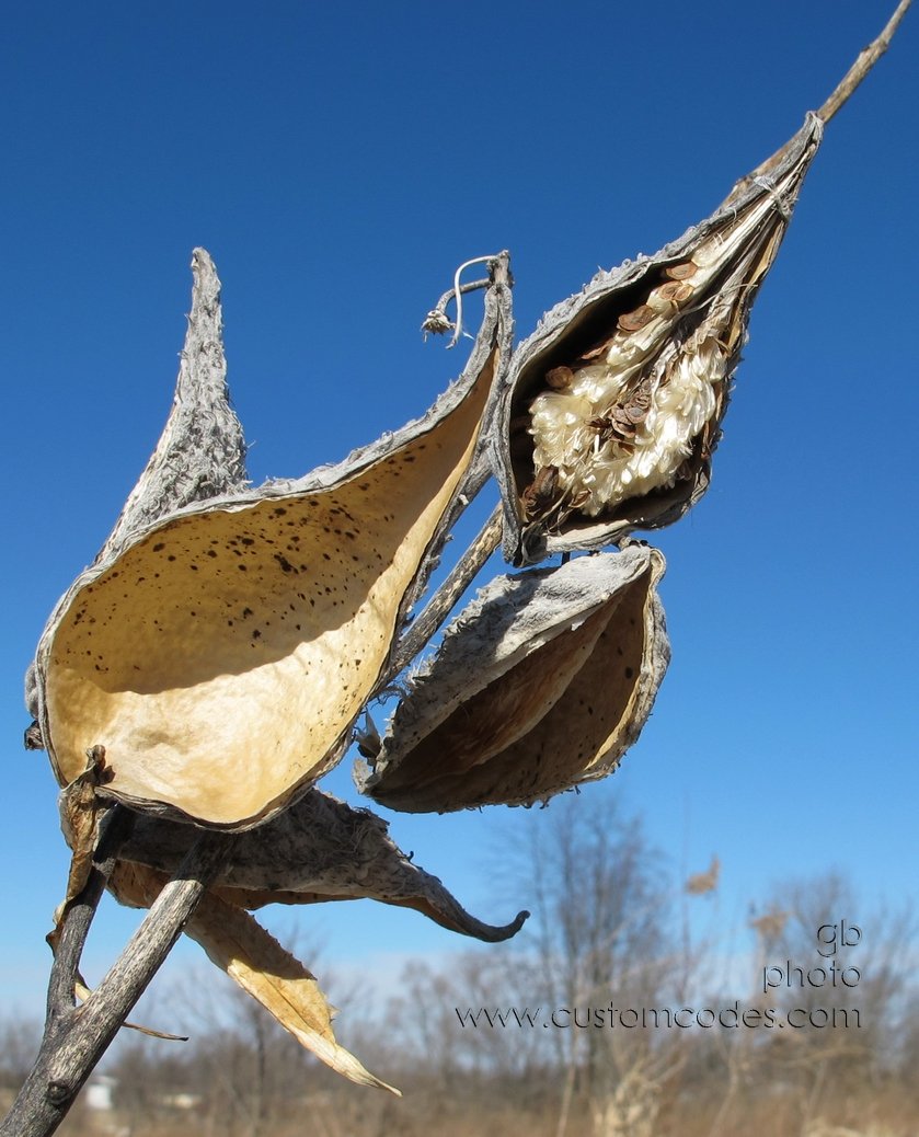 Pods_2_20110219