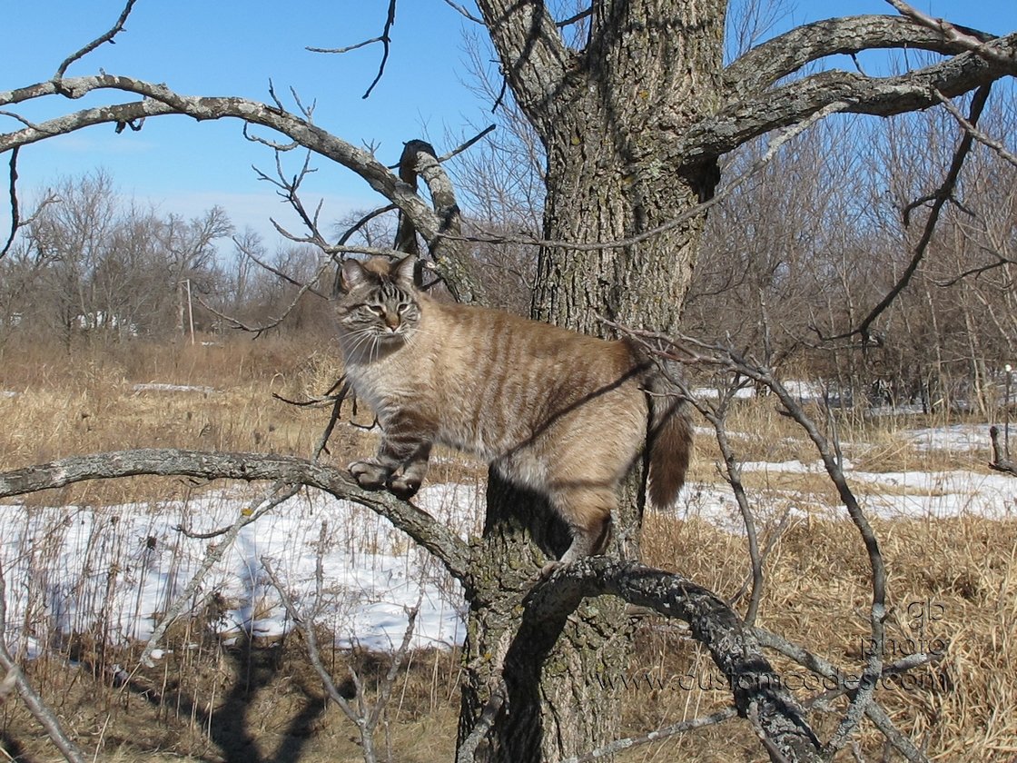 SammyInATree_20110219