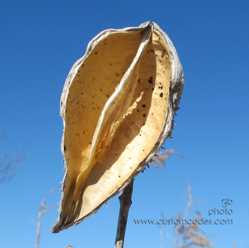 Pods_3_20110219
