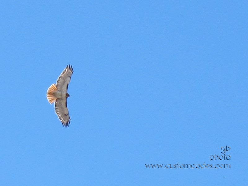 RedtailedHawkOnThermals_20110219