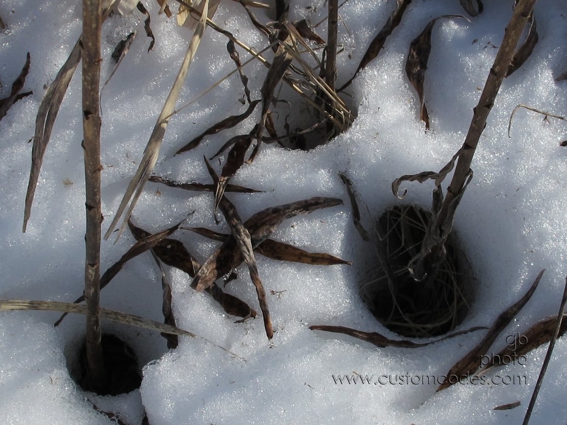 StemWarmth_20110219