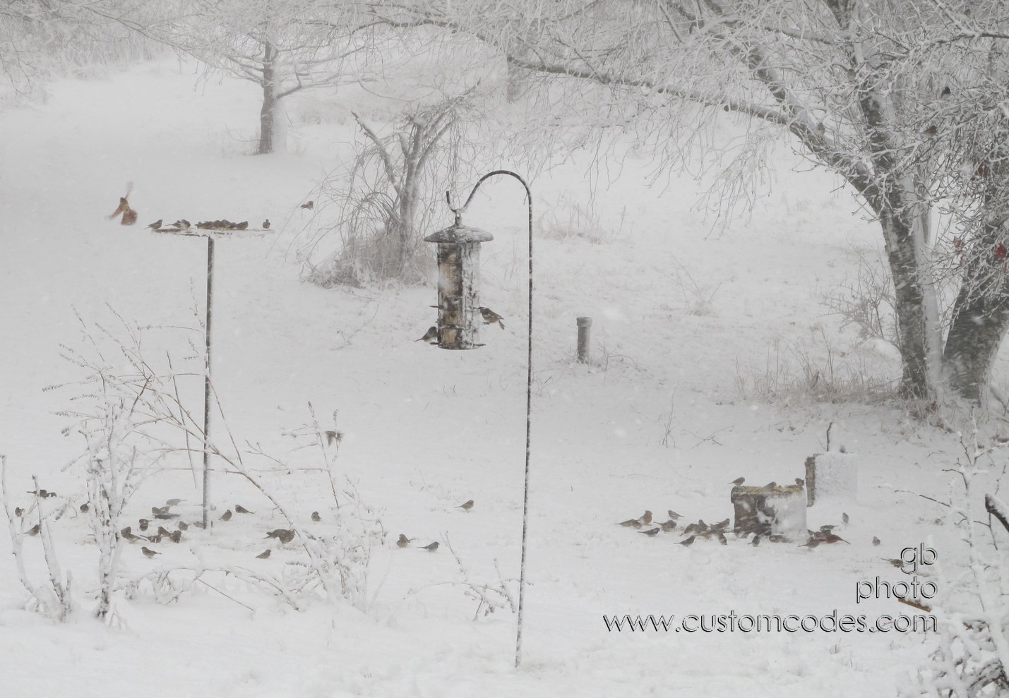 birdsInSnow20120302