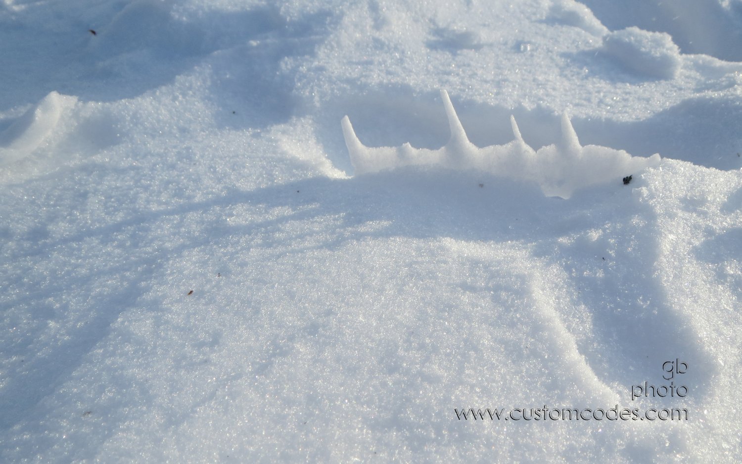 snowPrints_20130319