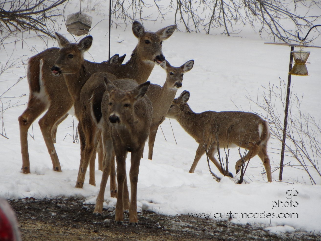 deer_20130324