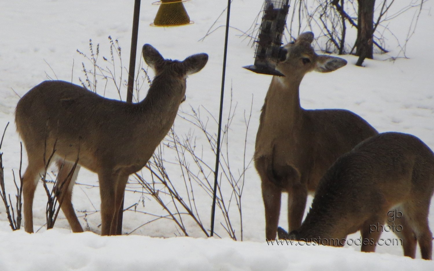 raidingTheFeeder_20130315