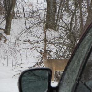 singleDeer_20130324
